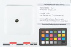 Foto (Objekt + Etikett) von Musa cristata Ettingshausen (NHMW-GEO-2024-0188-9062)